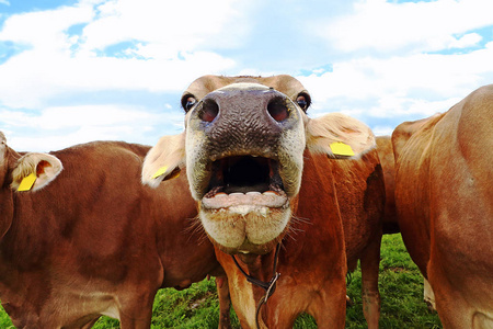 滑稽的母牛相片与张开的嘴照片