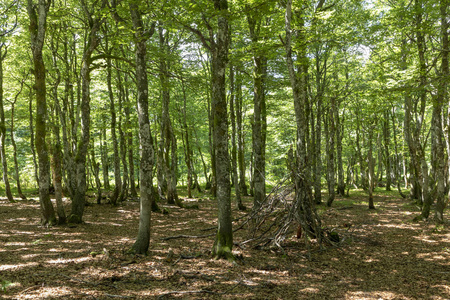 法国孚日地区的老绿栎林