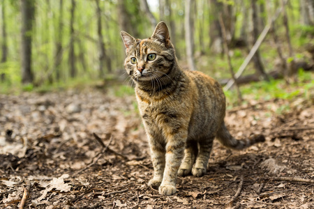 野生森林猫