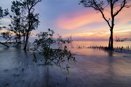 美丽的海景, 剪影红树树在令人惊叹的日落背景理想的假期和宁静的概念