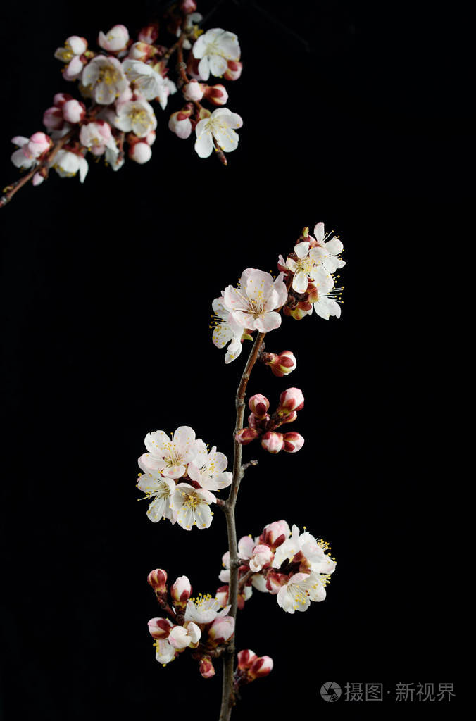 黑底杏的早期开花枝照片-正版商用图片0qsykr-摄图新视界