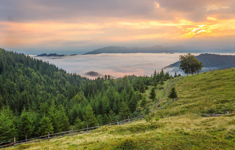 山中美丽的夏天风景