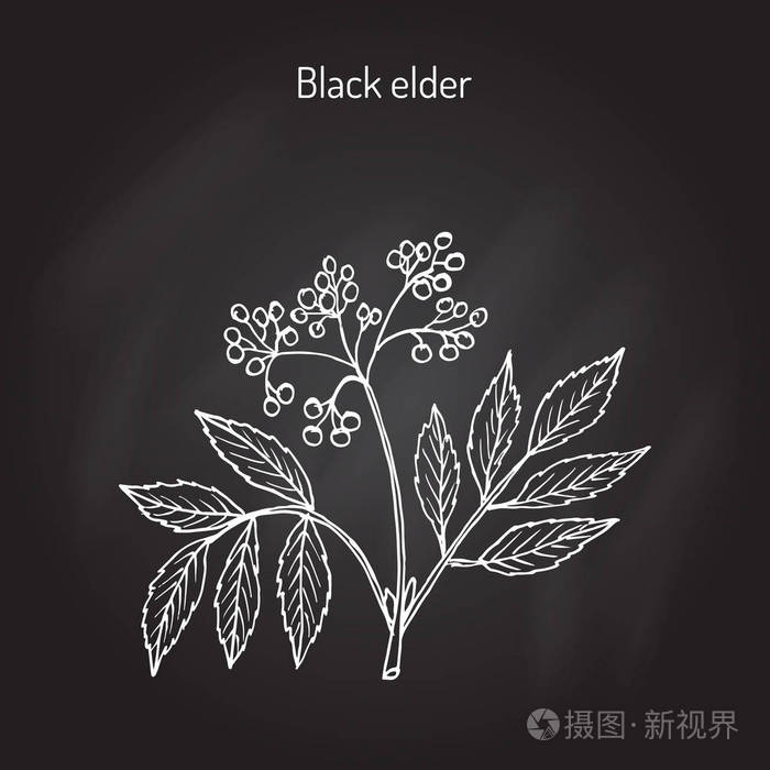 黑接骨木,药用植物