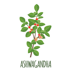 Ashwagandha 矢量徽标在平面式隔离对象中。超级食品 ashwagandha 药用草药。矢量插图