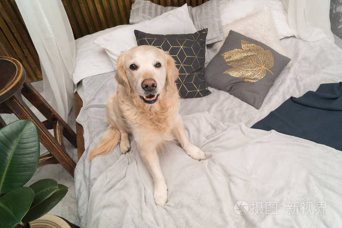 金色猎犬狗床上的枕头摆在阁楼风格的房间