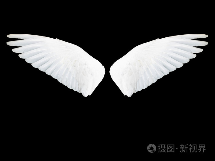 鸟翅膀上黑色孤立的白羽