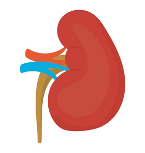 一种豆状的人体器官, 用一些静脉表示肾脏