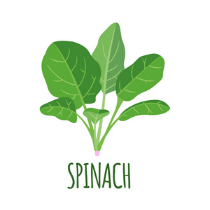 有机菠菜图片-有机菠菜素材-有机菠菜插画-摄图新视界