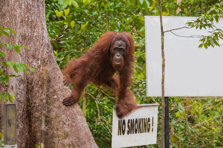 苏禄海一只红色的大猩猩从树后面出来,看上去很像照片