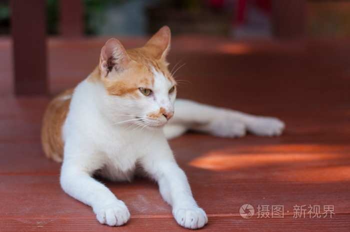 白色棕色小猫寻找的东西