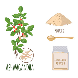 Ashwagandha 在白色背景上以扁平的方式分离出粉末和根。有机健康食品。药材收藏。印度草药植物。矢量插图