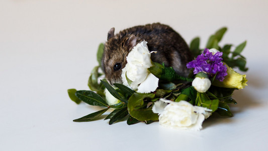 小仓鼠附近花的特写照片