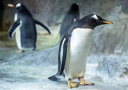 巴布亚企鹅的特点图片