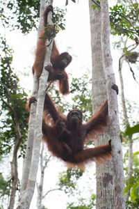 挂在树间的猩猩家族图片