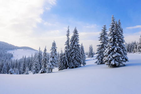 梦幻般蓬松的圣诞树在雪地里。明信片上有高大的树木, 蓝天和雪堆。冬日的景色在阳光明媚的日子里。山风景