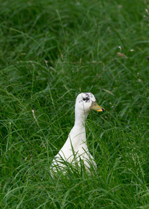 小鸭藏在草丛中