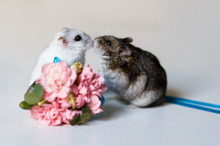 附近的粮食两个小仓鼠附近花的特写照片照片