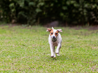 纯种杰克罗素梗犬母狗运行