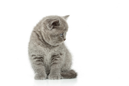 两个英国小猫图片-两个英国小猫素材-两个英国小猫插画-摄图新视界