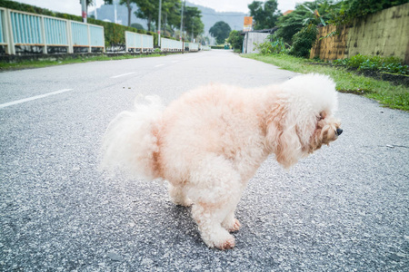 贵宾犬狗大便街