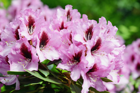 紫色的红杜鹃的头状花序