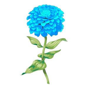 百日草幼苗图图片