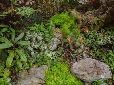 小丛林生活在户外。热带常绿花园, 有植物根花和苔藓在岩石上。雨林花园装饰