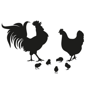 鸡, 公鸡和鸡。鸡场设置黑色剪影。插图的孤立元素