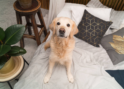 金色猎犬狗床上的枕头摆在阁楼风格的房间