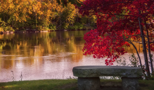 一棵明亮的树, 秋天的树叶在河岸上的长凳上弯曲。选择性聚焦