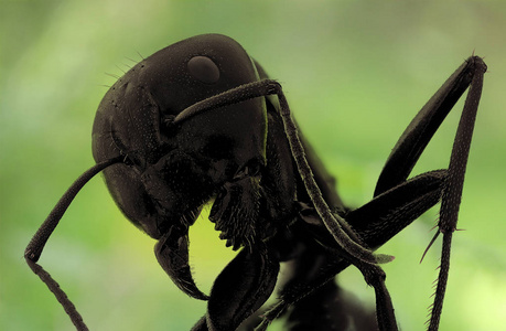 黑暗背景下的大黑蚂蚁照片