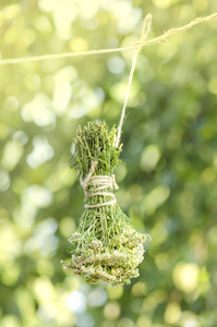 亚罗的干花和叶子。亚罗在绳子上干。Millefolii 干燥用于替代药物。传统草药。普通亚罗