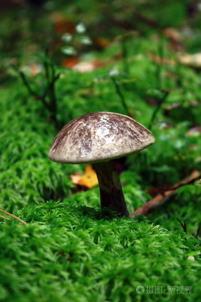 蘑菇在树林里.森林植物
