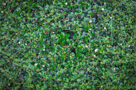 绿色常春藤灌木墙在花园里图片