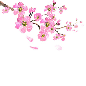 樱花树水彩插画, 樱花盛开