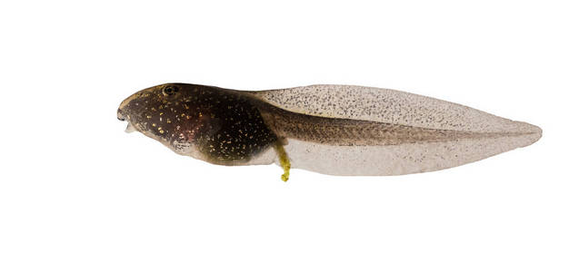 常见的青蛙,孤立在白色背景上的林蛙高脂血症蝌蚪照片