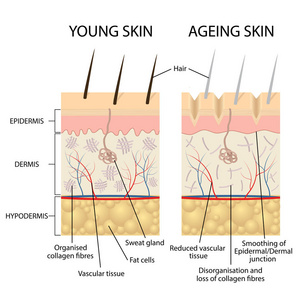 年轻人和老年人的皮肤