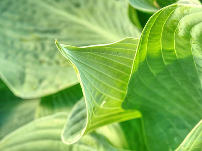 详细描述了玉簪叶的全帧图像。玉簪植物的美丽的亮绿色和肋叶
