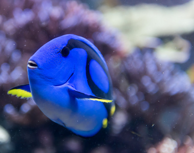 在一家水族馆的鱼