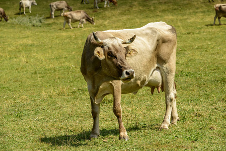 牛与纠缠在高山牧场的绿草出逃, 在明亮的夏天光射击在 Cainallo 阿尔卑斯, 莱科, 伦巴第, 医院。