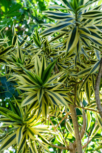 海南 reflexa agavaceae 的开花芽照片