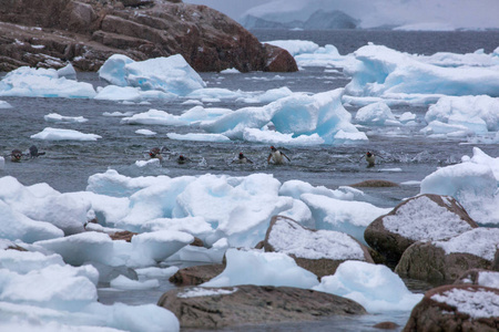 巴布亚企鹅在海洋从喂养旅行返回时