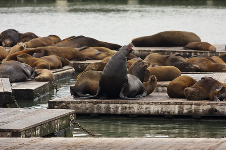 加州海狮zalophus californianus