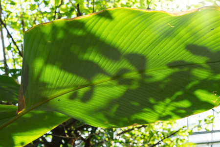 巴西 calathea marantaceae 的大绿针条纹叶