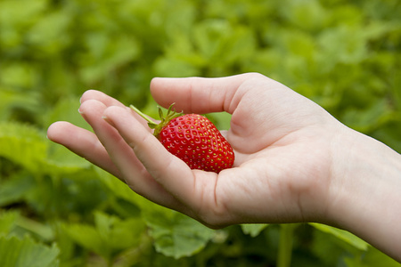 新鲜红草莓在人的手