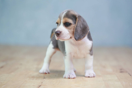 2 月强小猎犬小狗在行动