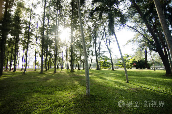 美丽的自然木麻黄植物公园在海滩附近