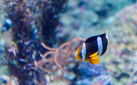 在一家水族馆的鱼