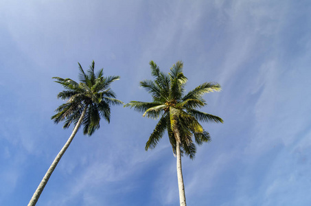 在椰子树下, 柔和的云彩和蓝天理想的旅游假期背景
