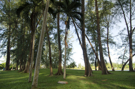 美丽的自然木麻黄植物公园在海滩附近照片